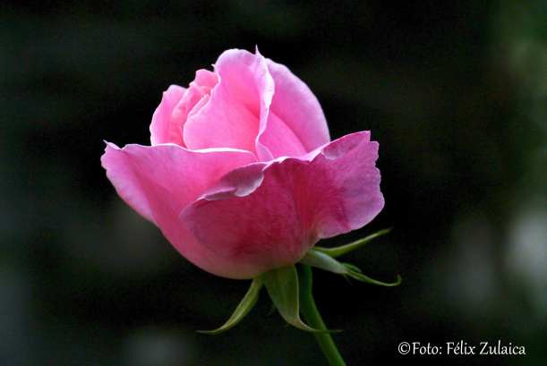Preciosa Rosa de Primavera. Foto Felix Zulaica