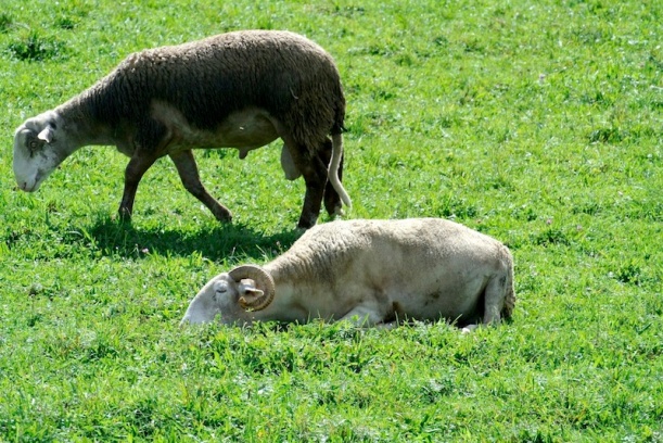 carnero y oveja